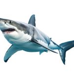 great white small great white small